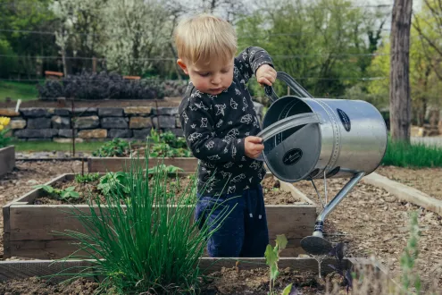 A young child watering a garden