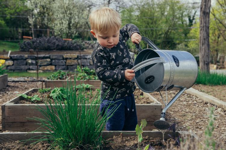 A young child watering a garden