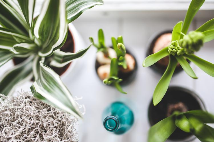 Houseplants for health and happiness