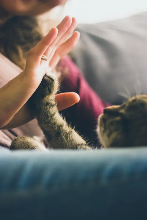 A pet cat high fiving its owner