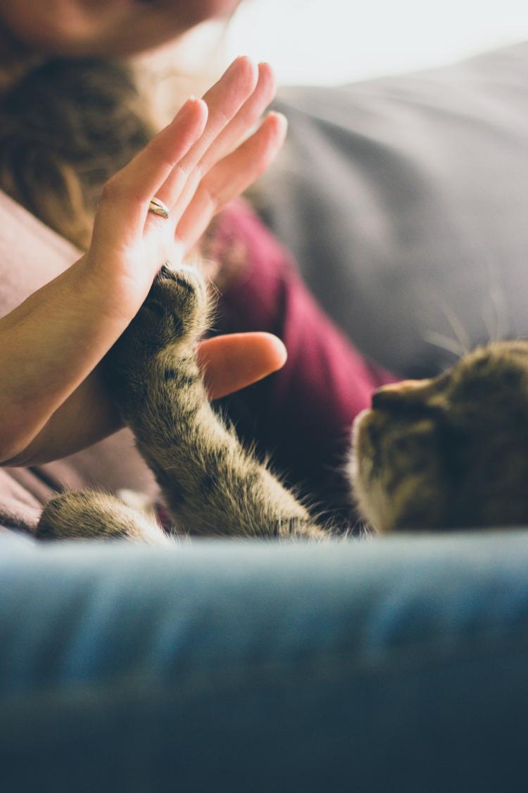 A pet cat high fiving its owner