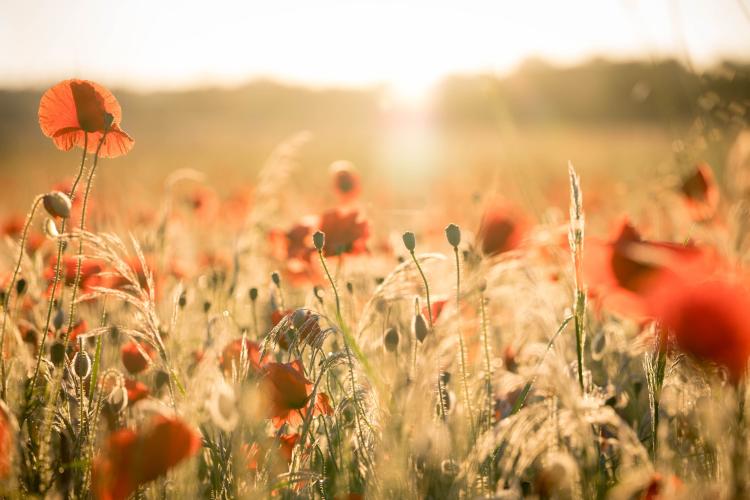 A view of a poppy field