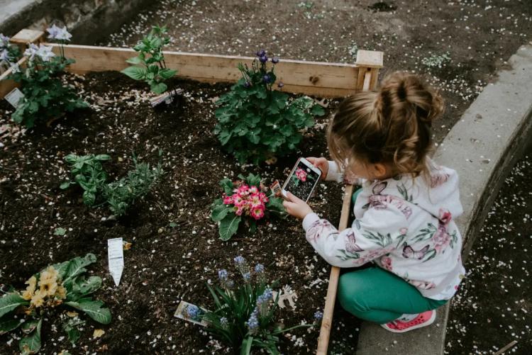 little girl taking photos of flower beds
